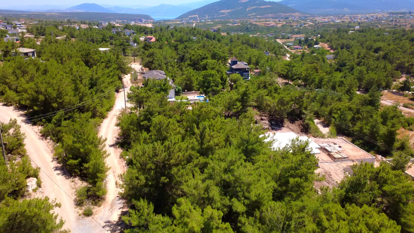 Çam manzarası